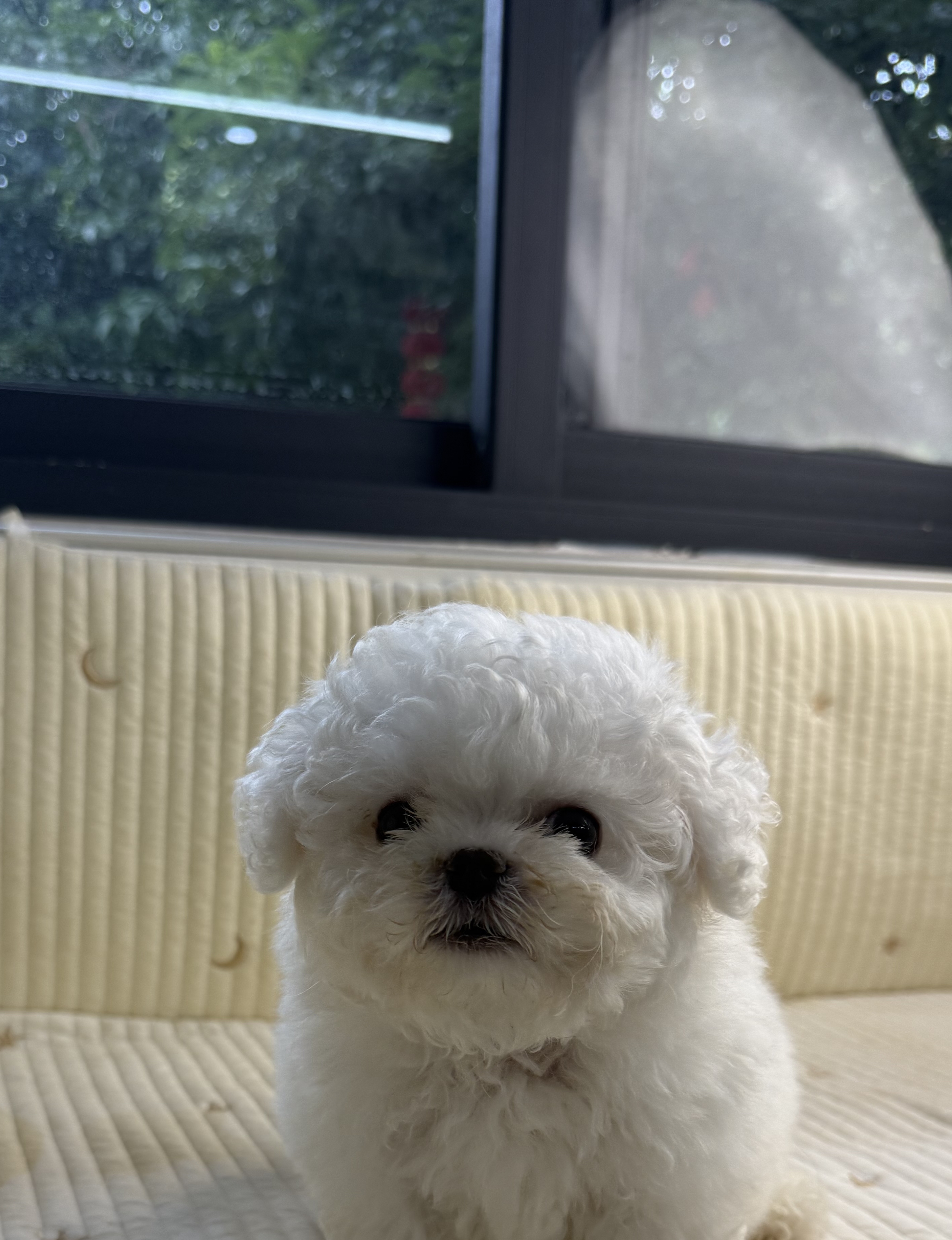 精品韩系 球体 小比熊  鼻子短 嘴巴宽 毛量厚